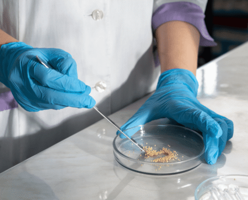 Person in lab coat and sterile gloves working with a petri dish