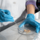 Person in lab coat and sterile gloves working with a petri dish