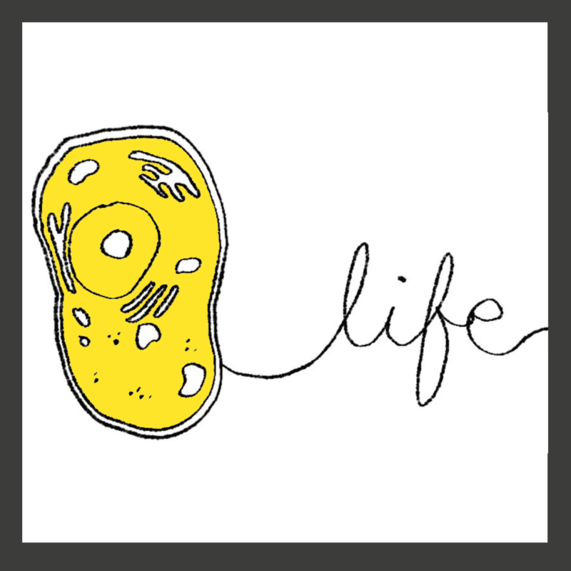 hand-drawn image of cell hand-drawn image of cell
